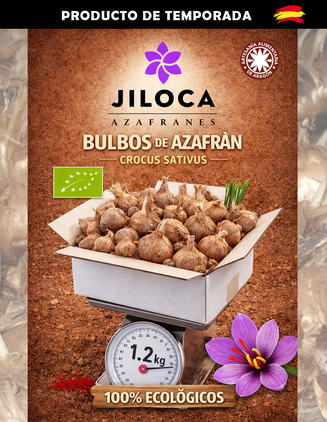 Bulbes de safran dans une bo&icirc;te